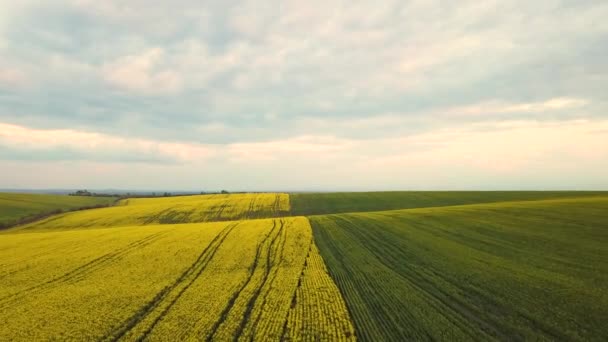 Uitzicht Vanuit Lucht Een Heldergroen Landbouwbedrijf Met Groeiende Koolzaadplanten — Stockvideo