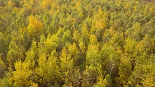 Bosque Otoñal Con Hojas Color Naranja Brillante Amarillo Bosques Densos — Vídeos de Stock