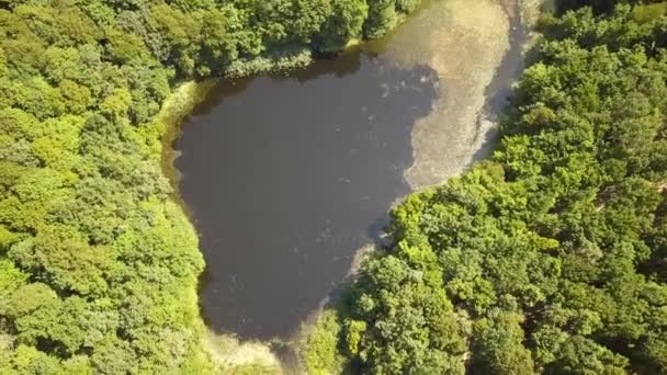 Vue Aérienne Petit Lac Forestier Milieu Bois Denses Verts Été — Video