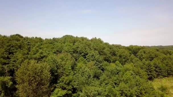 Boven Vanuit Lucht Uitzicht Groen Zomerwoud Met Veel Verse Bomen — Stockvideo