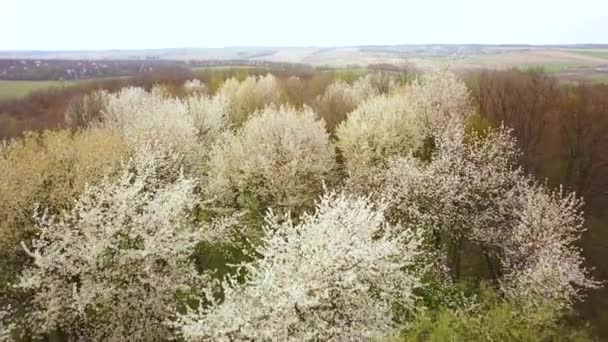 Вид Повітря Весняного Лісу Квітучими Білими Деревами Густих Лісах — стокове відео