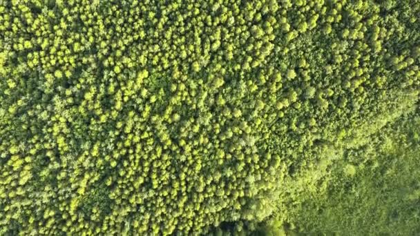 Boven Vanuit Lucht Uitzicht Groen Zomerwoud Met Veel Verse Bomen — Stockvideo