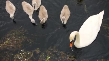 Sazlıktaki gölde yüzen küçük yavruları olan bir kuğu ailesi..