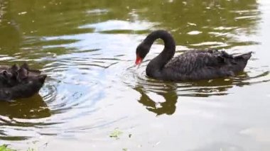 Yeşil sazlıklarla beslenen siyah kuğular gölde süzülüyor..