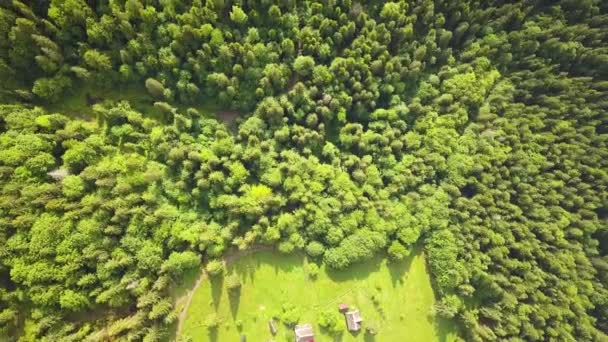 Vista Aérea Cima Para Baixo Floresta Verde Verão Com Muitas — Vídeo de Stock