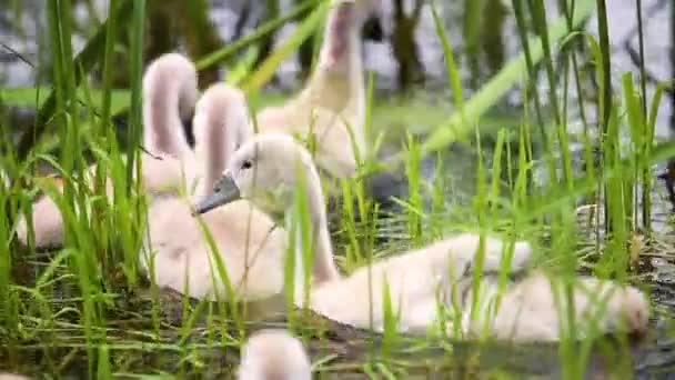 Família Cisne Com Pequenos Chiks Jovens Flutuando Água Uma Lagoa — Vídeo de Stock