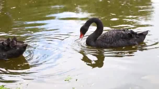 Cisnes Negros Alimentándose Cañas Verdes Flotando Agua Estanque — Vídeos de Stock