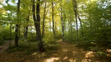 Parlak turuncu ve sarı yapraklı sonbahar ormanı. Güneşli sonbahar havasında sık ağaçlar.