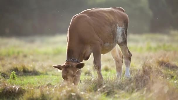 Pâturage de vaches domestiques dans les pâturages agricoles avec herbe verte.