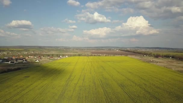 Повітряний Вид Яскраво Зелене Сільськогосподарське Поле Рослинами Ріпаку Далекими Сільськими — стокове відео