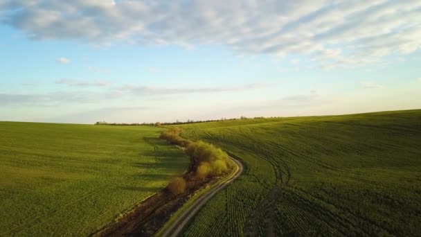 Luchtfoto Van Helder Groen Landbouwbedrijf Veld Met Groeiende Koolzaad Planten — Stockvideo