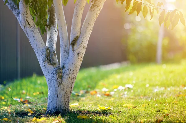 ぼんやりとした緑のコピースペースの背景に日当たりの良い果樹園の庭で成長する木の白い樹皮 — ストック写真