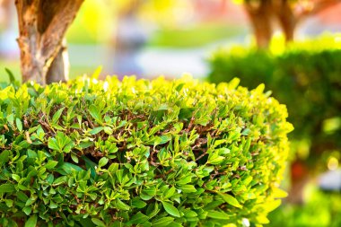 Tahta gövdeli taze yeşil çalılar ve yaz bahçesinde büyüyen yeşil yapraklar..