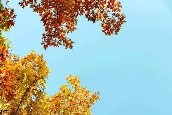 Parlak sarı ve kırmızı akçaağaç yapraklarını sonbahar parkında canlı ve bulanık arka planda sonbahar ağacı dallarına yakın tut..