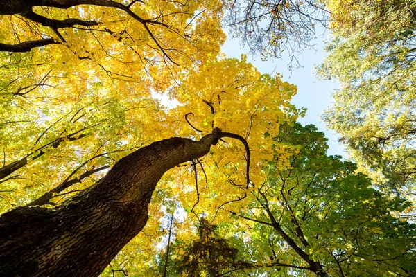 Вид Зверху Осінній Ліс Яскраво Оранжевим Жовтим Листям Густі Ліси — стокове фото