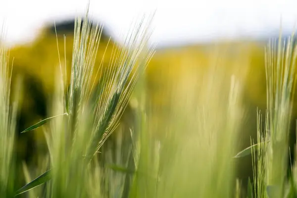 Primer Plano Las Cabezas Trigo Verde Que Crecen Campo Agrícola — Foto de Stock