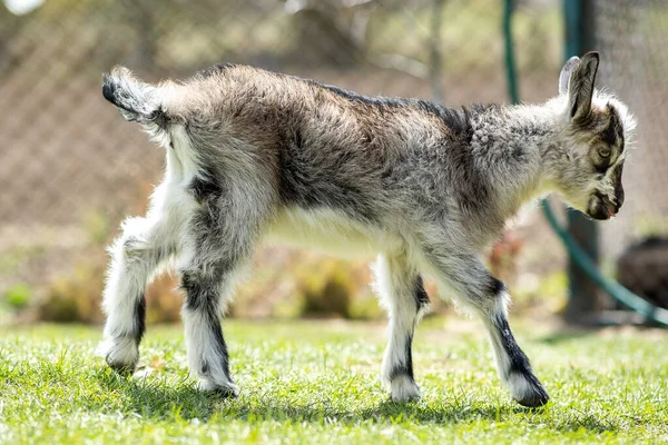 Young Kid Goat Farm Yard Sunny Summer Day — Stock Photo, Image