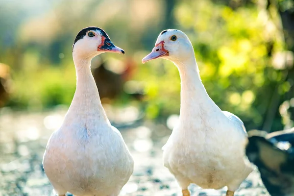 Patos Alimentam Tradicional Estaleiro Rural Detalhe Uma Cabeça Pato Close — Fotografia de Stock