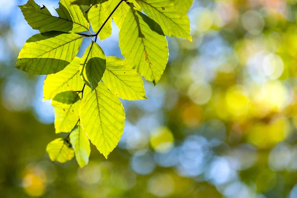 Zbliżenie Jasny Żywy Żółty Liść Gałąź Drzewo Jesienny Park Szczegóły — Zdjęcie stockowe