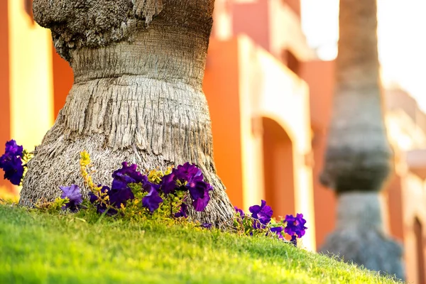 Großaufnahme Eines Großen Stammes Alter Palmen Der Auf Grünem Rasen — Stockfoto