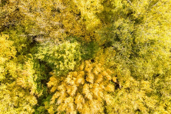 Von Oben Nach Unten Luftaufnahme Grüner Und Gelber Kronen Herbstwald — Stockfoto