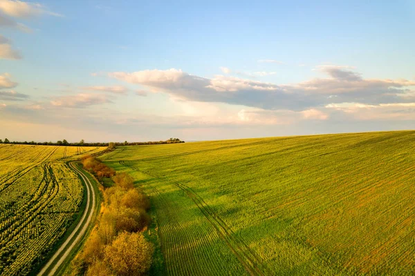 Luftaufnahme Von Hellgrünem Landwirtschaftlichen Feld Mit Wachsenden Rapspflanzen Und Feldweg — Stockfoto