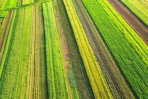 Αεροφωτογραφία Των Πράσινων Γεωργικών Αγρών Την Άνοιξη Φρέσκια Βλάστηση Μετά — Φωτογραφία Αρχείου
