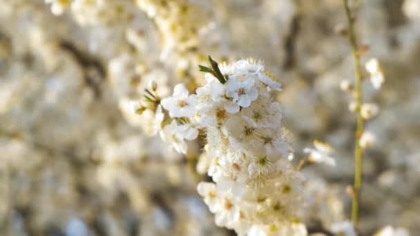 Close Flores Brancas Frescas Florescendo Galhos Árvore Início Primavera — Vídeo de Stock