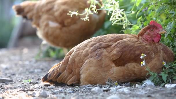 Gallinas Comiendo Césped Verde Patio Granja — Vídeos de Stock