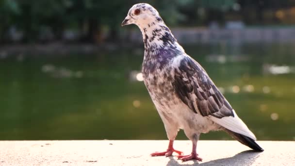 Pássaro Pomba Cinzenta Uma Margem Lago Parque Verão — Vídeo de Stock