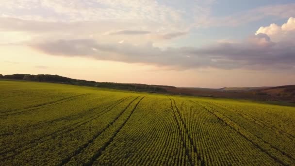 日没時に成長している菜種植物と明るい緑の農業畑の空中ビュー — ストック動画