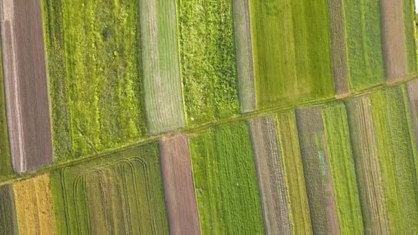 Вид Воздуха Зеленые Сельскохозяйственные Поля Весной Свежей Растительностью После Посевного — стоковое видео
