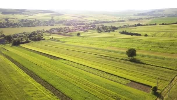 Widok Lotu Ptaka Zielone Pola Uprawne Wiosną Świeżą Roślinnością Sezonie — Wideo stockowe