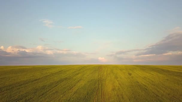 成長する菜種植物と明るい緑の農業分野の空中ビュー — ストック動画
