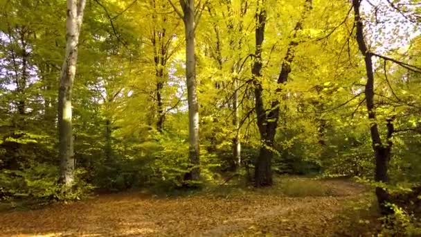 明るいオレンジと黄色の葉を持つ秋の森 晴れた秋の天気の濃い森 — ストック動画