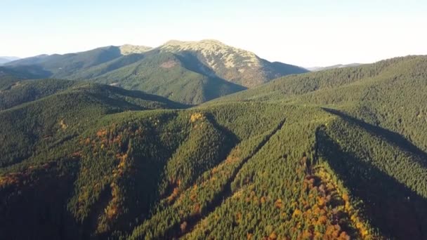 Вид Повітря Осінній Гірський Пейзаж Вічнозеленими Сосновими Деревами Жовтим Осіннім — стокове відео