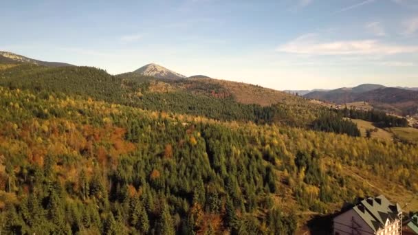 Légi Kilátás Őszi Hegyvidéki Táj Örökzöld Fenyőfák Sárga Őszi Erdő — Stock videók