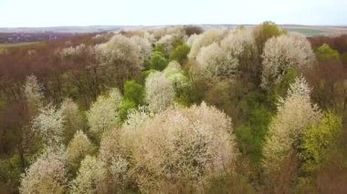 Yoğun ormanlarda çiçek açan beyaz ağaçların olduğu bahar ormanlarının havadan görünüşü.