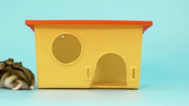 Küçük, komik, minyatür, keş bir hamsterın küçük, sarı, plastik bir fare evinde oturması. Tüylü ve sevimli Dzhungar faresi evde.