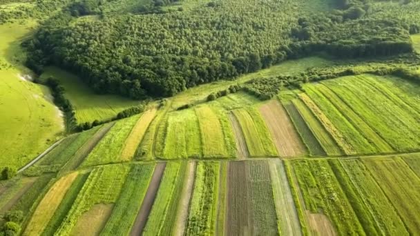 Levegőkép Zöld Mezőgazdaságról Tavasszal Friss Növényzettel Vetési Időszak Után — Stock videók