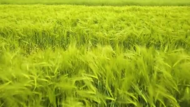 Nahaufnahme Von Frischem Grünen Weizen Der Sommer Auf Einem Feld — Stockvideo