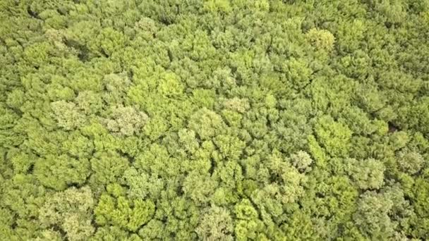 Vue aérienne du sommet vers le bas de la forêt verte d'été avec de nombreux arbres frais.
