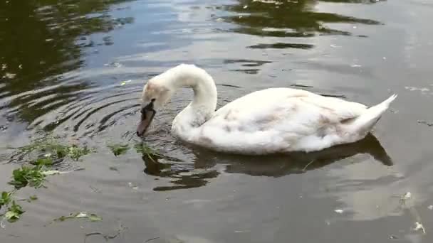 池の水に浮かぶ緑の葦に白い白鳥の餌 — ストック動画