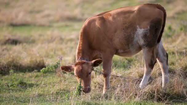 Pâturage de vaches domestiques dans les pâturages agricoles avec herbe verte.