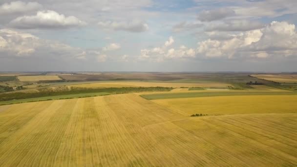 Flygfoto Landsbygd Landskap Med Gul Lappat Jordbruk Fält Och Blå — Stockvideo