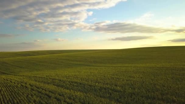 Vue aérienne du champ agricole vert vif sur les collines avec des plantes de colza en croissance au coucher du soleil.