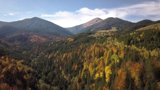Luftaufnahme Der Herbstlichen Berglandschaft Mit Immergrünen Kiefern Und Gelbem Herbstwald — Stockvideo