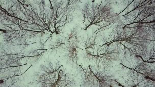 Letecký Pohled Holý Zimní Les — Stock video