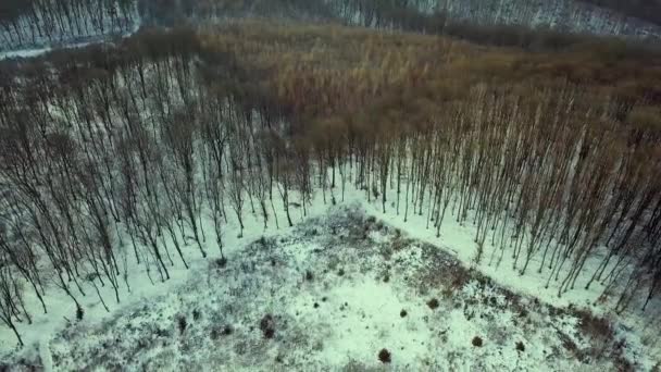 光秃秃的冬季森林的空中景观 — 图库视频影像