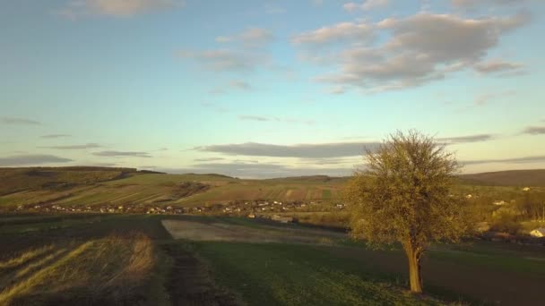 Bahar Tarlasında Tek Başına Büyüyen Büyük Yeşil Ağaç Turuncu Akşam — Stok video